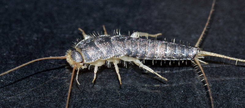 silverfish-identification.jpg