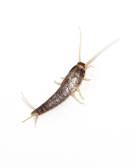 pest-guide-silverfish-isolated.jpg