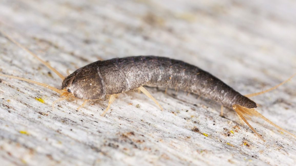Silverfish_Bug-1296x728-Header-1296x728.jpg
